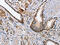 MAD2L1 Binding Protein antibody, CSB-PA246770, Cusabio, Immunohistochemistry paraffin image 