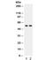 TNF receptor-associated factor 2 antibody, R32205, NSJ Bioreagents, Western Blot image 