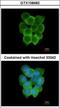 Cholinergic Receptor Nicotinic Delta Subunit antibody, GTX108482, GeneTex, Immunocytochemistry image 