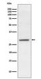 Hes Family BHLH Transcription Factor 1 antibody, M01459, Boster Biological Technology, Western Blot image 