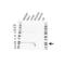 Parkinsonism Associated Deglycase antibody, VPA00325, Bio-Rad (formerly AbD Serotec) , Western Blot image 