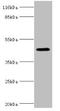 E2F Transcription Factor 2 antibody, orb351141, Biorbyt, Western Blot image 