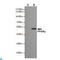 Peroxisome Proliferator Activated Receptor Gamma antibody, LS-C813091, Lifespan Biosciences, Western Blot image 