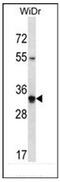 Olfactory Receptor Family 2 Subfamily W Member 5 (Gene/Pseudogene) antibody, AP53044PU-N, Origene, Western Blot image 