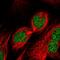 RUN And FYVE Domain Containing 2 antibody, HPA039792, Atlas Antibodies, Immunocytochemistry image 