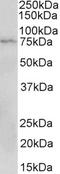 CD19 antibody, LS-C186459, Lifespan Biosciences, Western Blot image 