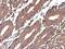 Galectin 1 antibody, GTX101566, GeneTex, Immunohistochemistry paraffin image 