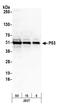 p53 antibody, A300-247A, Bethyl Labs, Western Blot image 