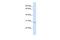 AE Binding Protein 2 antibody, PA5-40391, Invitrogen Antibodies, Western Blot image 