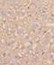 Mitochondrial Ribosomal Protein L21 antibody, FNab05321, FineTest, Immunohistochemistry frozen image 