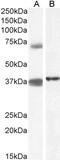 Tripartite Motif Containing 29 antibody, PA5-19248, Invitrogen Antibodies, Western Blot image 