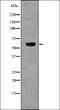 Telomeric Repeat Binding Factor 2 antibody, orb336179, Biorbyt, Western Blot image 