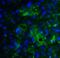 SMAD Specific E3 Ubiquitin Protein Ligase 2 antibody, 7773, ProSci, Immunofluorescence image 