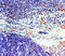 Von Willebrand Factor antibody, DM196, Origene, Immunohistochemistry paraffin image 