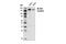 Colony Stimulating Factor 1 Receptor antibody, 14582S, Cell Signaling Technology, Western Blot image 