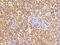 Glycine Cleavage System Protein H antibody, 14568-R187, Sino Biological, Immunohistochemistry frozen image 