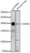 SAM And SH3 Domain Containing 1 antibody, 15-946, ProSci, Western Blot image 