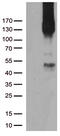 Platelet And Endothelial Cell Adhesion Molecule 1 antibody, UM570030, Origene, Western Blot image 