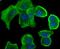 STIP1 Homology And U-Box Containing Protein 1 antibody, NBP2-75440, Novus Biologicals, Immunocytochemistry image 