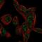 CTD Small Phosphatase 1 antibody, NBP2-57578, Novus Biologicals, Immunocytochemistry image 