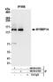 MYB Binding Protein 1a antibody, NB100-61050, Novus Biologicals, Western Blot image 