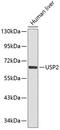 Ubiquitin Specific Peptidase 2 antibody, 15-487, ProSci, Western Blot image 