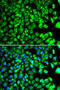 BLOC-1 Related Complex Subunit 7 antibody, 22-829, ProSci, Immunofluorescence image 