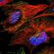 Regulator Of G Protein Signaling 13 antibody, NBP1-92328, Novus Biologicals, Immunofluorescence image 