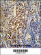 Pseudouridine Synthase 3 antibody, 55-454, ProSci, Immunohistochemistry paraffin image 