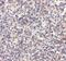 Autophagy Related 5 antibody, NBP1-76992, Novus Biologicals, Immunohistochemistry paraffin image 