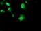 Ribosomal Protein S6 Kinase B1 antibody, NBP2-00754, Novus Biologicals, Immunofluorescence image 