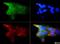 Insulin Like Growth Factor 1 Receptor antibody, NBP1-77679, Novus Biologicals, Immunocytochemistry image 