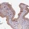 TM2 Domain Containing 2 antibody, PA5-62211, Invitrogen Antibodies, Immunohistochemistry frozen image 