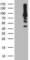 Phosphofructokinase, Platelet antibody, TA503980S, Origene, Western Blot image 