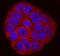 Integrin Subunit Beta 6 antibody, AF4155, R&D Systems, Immunofluorescence image 