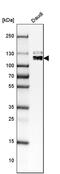 BTB Domain And CNC Homolog 2 antibody, PA5-62395, Invitrogen Antibodies, Western Blot image 