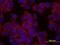 Actin Alpha 1, Skeletal Muscle antibody, AF4000, R&D Systems, Immunocytochemistry image 