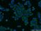 Cytokine Induced Apoptosis Inhibitor 1 antibody, 12638-1-AP, Proteintech Group, Immunofluorescence image 