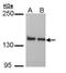 Nuclear Factor Of Activated T Cells 4 antibody, orb315632, Biorbyt, Western Blot image 