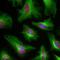 Tubulin beta-4 chain antibody, M05613-3, Boster Biological Technology, Immunohistochemistry paraffin image 