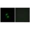 Zinc Finger With KRAB And SCAN Domains 5 antibody, PA5-49899, Invitrogen Antibodies, Immunofluorescence image 