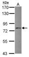 Adaptor Protein, Phosphotyrosine Interacting With PH Domain And Leucine Zipper 1 antibody, NBP2-15434, Novus Biologicals, Western Blot image 