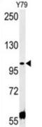 Coiled-Coil Domain Containing 146 antibody, abx032528, Abbexa, Western Blot image 