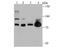THO Complex 1 antibody, A04626-1, Boster Biological Technology, Western Blot image 
