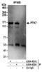 PTK7 antibody, A304-452A, Bethyl Labs, Immunoprecipitation image 
