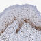 PCNA antibody, HPA030522, Atlas Antibodies, Immunohistochemistry frozen image 