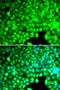 Cytohesin 2 antibody, LS-C346195, Lifespan Biosciences, Immunofluorescence image 