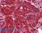 Dynamin 3 antibody, LS-B3964, Lifespan Biosciences, Immunohistochemistry frozen image 