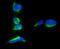 Prominin-1 antibody, A01767-3, Boster Biological Technology, Immunofluorescence image 