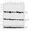 Deltex E3 Ubiquitin Ligase 3L antibody, 720394, Invitrogen Antibodies, Western Blot image 